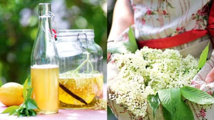 Sirup a ocet z bezinkových květů Sirup a ocet z bezinkových květů
