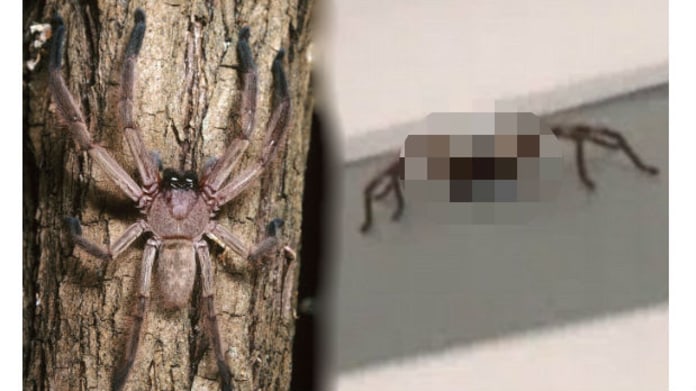 Tenhle pavouk pána postrašil. Tenhle pavouk pána postrašil.