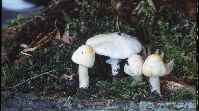 Pečárka ovčí/Agaricus arvensis Pečárka ovčí/Agaricus arvensis