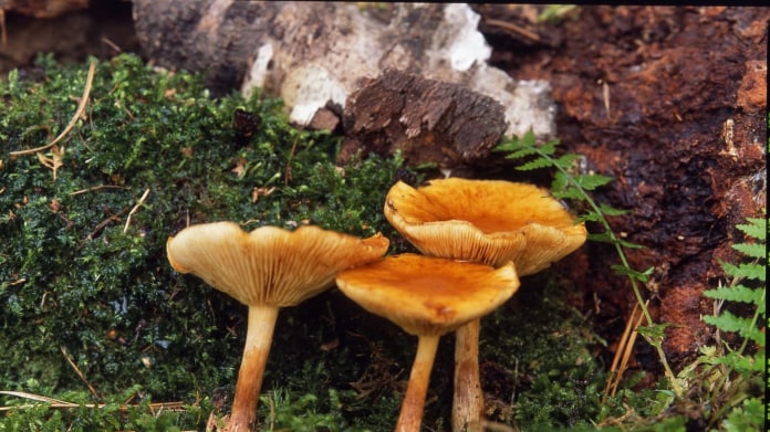Penízovka dubová/Collybia dryophila Penízovka dubová/Collybia dryophila