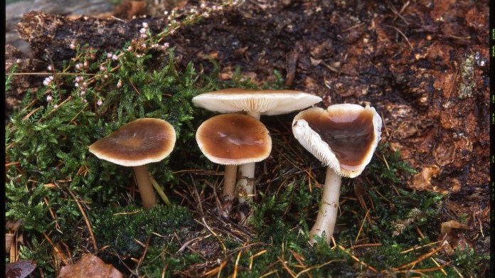 Penízovka máslová/Collybia butyracea Penízovka máslová/Collybia butyracea