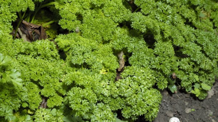 Petržel/Petroselinum crispum Petržel/Petroselinum crispum