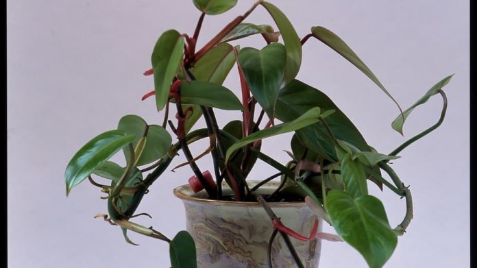 Filodendron/Philodendron "Red Emerald" Filodendron/Philodendron "Red Emerald"