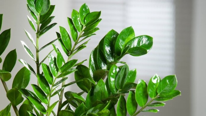 I když jeho jméno zní řecky, pochází rostlina z Madagaskaru (Zamiokulkas) I když jeho jméno zní řecky, pochází rostlina z Madagaskaru (Zamiokulkas)