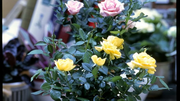 Růže/Rosa chinensis "Minima" Růže/Rosa chinensis "Minima"