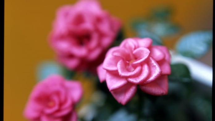 Růže/Rosa chinensis "Minima" - detail Růže/Rosa chinensis "Minima" - detail
