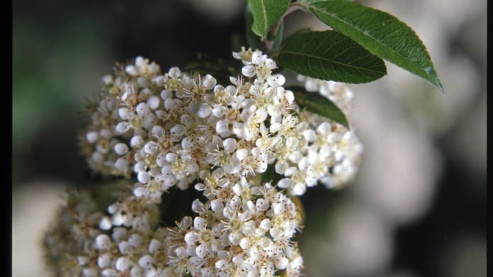 Tavolník van Houtteův/Spiraea × Vanhouttei (Briot) Carrière Tavolník van Houtteův/Spiraea × Vanhouttei (Briot) Carrière