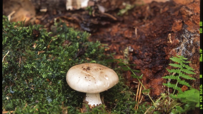 Strmělka mlženka/Clitocybe nebularis Strmělka mlženka/Clitocybe nebularis