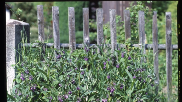 Kostival/Symphytum officinale Kostival/Symphytum officinale
