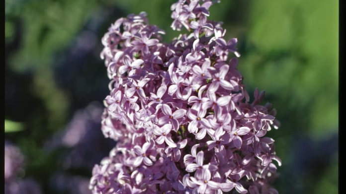 Šeřík čínský/Syringa × chinensis - detail Šeřík čínský/Syringa × chinensis - detail