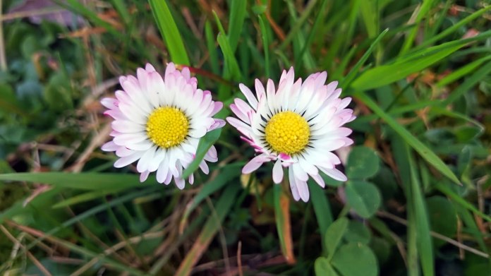 Sedmikráska chudobka (Bellis perennis) je mocná léčivka Sedmikráska chudobka (Bellis perennis) je mocná léčivka