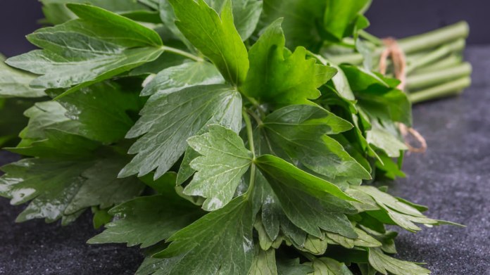 Libeček lékařský (Levisticum officinale) Libeček lékařský (Levisticum officinale)