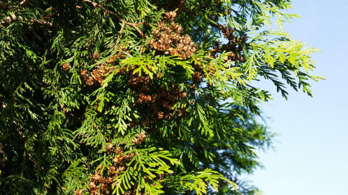 Zerav západní/Thuja occidentalis - detail Zerav západní/Thuja occidentalis - detail