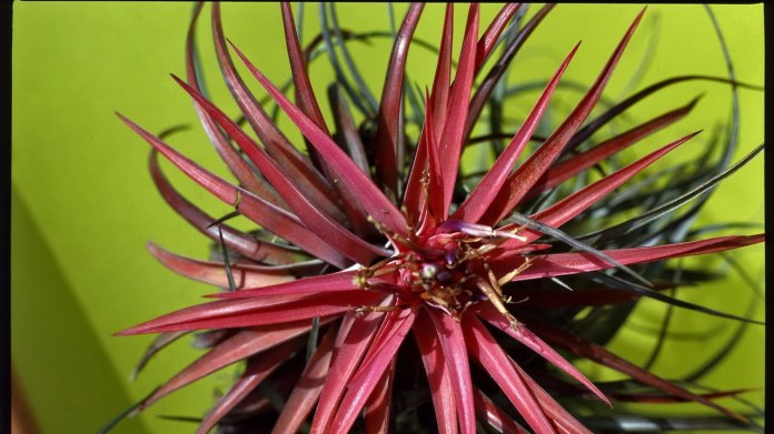 Tilandsie/Tillandsia ionantha "Rubra" Tilandsie/Tillandsia ionantha "Rubra"