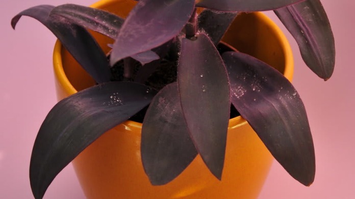 Voděnka/Tradescantia pallida purpurea Voděnka/Tradescantia pallida purpurea