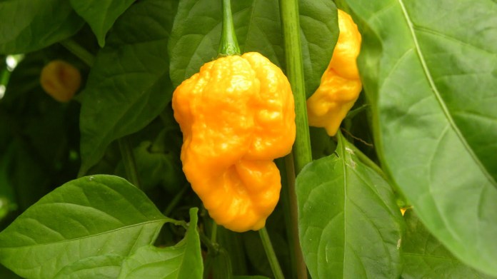 Trinidad moruga scorpion yellow - extrémně pálivá žlutá varianta, kterou msuíte schovávat před dětmi Trinidad moruga scorpion yellow - extrémně pálivá žlutá varianta, kterou msuíte schovávat před dětmi