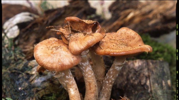 Václavka smrková/Armillaria ostoyae Václavka smrková/Armillaria ostoyae