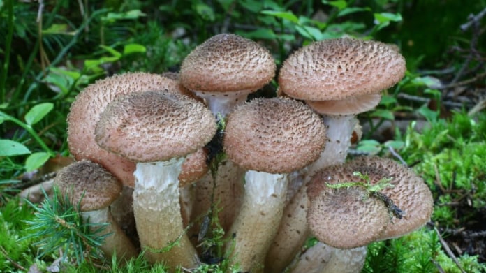 Václavka smrková (Armillaria ostoyae) Václavka smrková (Armillaria ostoyae)