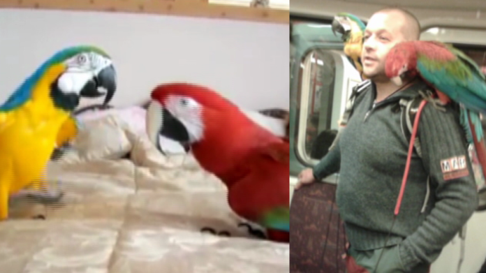 video Divácké zprávy: Brát si papoušky do postele, nebo do metra? To je tedy otázka...! video Divácké zprávy: Brát si papoušky do postele, nebo do metra? To je tedy otázka...!
