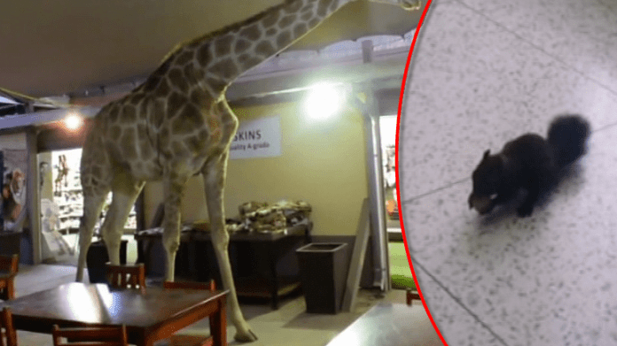video Divácké zprávy: Veveřák rád chodí do zubařské ordinace - vždycky tu na něj čeká nějaký oříšek od pacientů. To žirafa si musí nejdřív něco vyžebrat sama... video Divácké zprávy: Veveřák rád chodí do zubařské ordinace - vždycky tu na něj čeká nějaký oříšek od pacientů. To žirafa si musí nejdřív něco vyžebrat sama...
