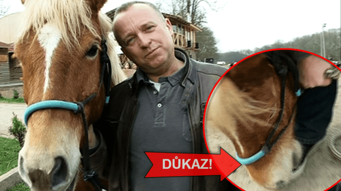 Video VIP zprávy: Karel Voříšek to má dobře zařízené. Kůň mu pucuje boty! Video VIP zprávy: Karel Voříšek to má dobře zařízené. Kůň mu pucuje boty!