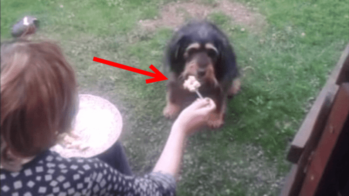video Divácké zprávy: Hafík je labužník. Proč žrát z misky? Večeře na vidličku je mnohem kultivovanější způsob baštění dobrot video Divácké zprávy: Hafík je labužník. Proč žrát z misky? Večeře na vidličku je mnohem kultivovanější způsob baštění dobrot