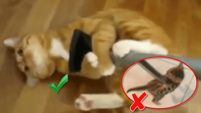 video Divácké zprávy: Chudák koťátko, malem ho vyluxovali! video Divácké zprávy: Chudák koťátko, malem ho vyluxovali!