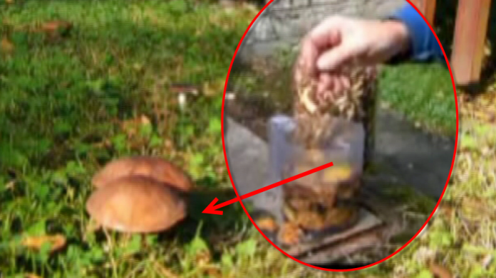 video Divácké zprávy: Tak tenhle návod na pěstování hub snad ani radši nezkoušejte... video Divácké zprávy: Tak tenhle návod na pěstování hub snad ani radši nezkoušejte...