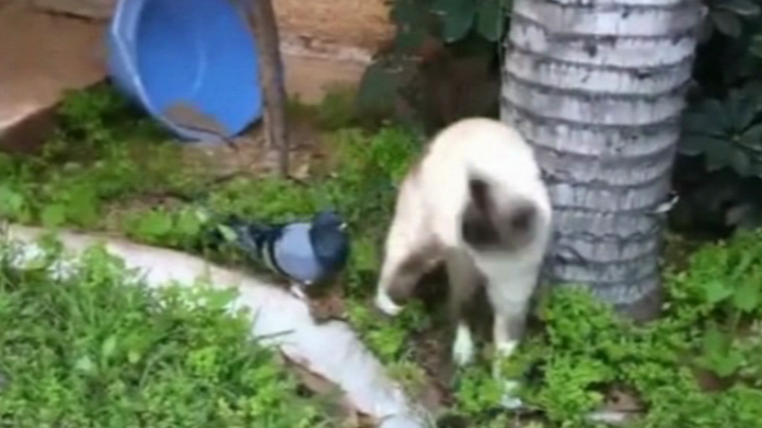 video Divácké zprávy: Holub laškuje s kočkou. Nebo naopak? video Divácké zprávy: Holub laškuje s kočkou. Nebo naopak?