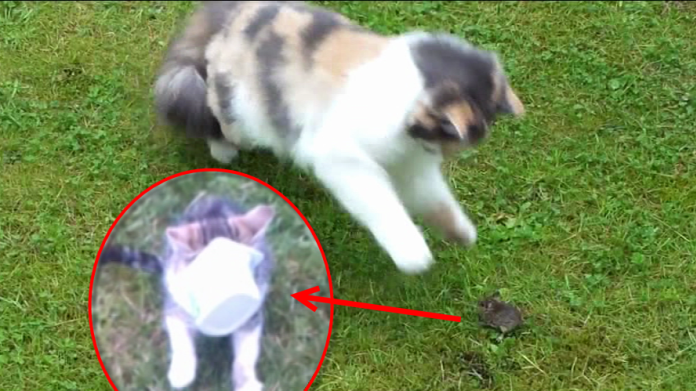 Video Divácké zprávy: Tak, a Micka má po mučení Video Divácké zprávy: Tak, a Micka má po mučení