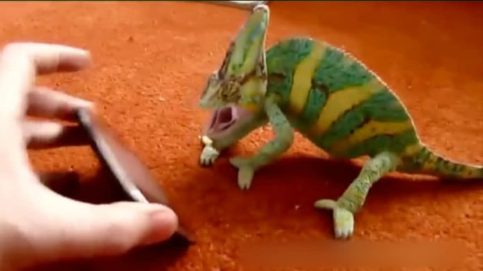 Video Divácké zprávy: Tak tohle chameleonovi opravdu neměli dělat! Video Divácké zprávy: Tak tohle chameleonovi opravdu neměli dělat!
