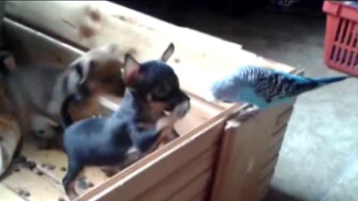 Video Divácké zprávy: Andulka se kočkuje se štěňaty Video Divácké zprávy: Andulka se kočkuje se štěňaty