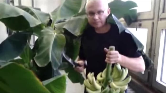 Video Divácké zprávy: Čerstvé banány si můžete sami vypěstovat i v Čechách Video Divácké zprávy: Čerstvé banány si můžete sami vypěstovat i v Čechách