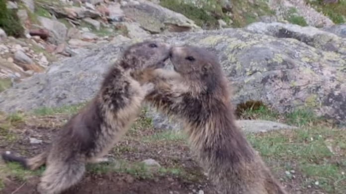 Video Divácké zprávy: Mazlí se, nebo se perou? Video Divácké zprávy: Mazlí se, nebo se perou?