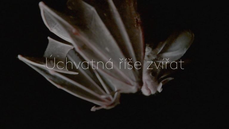 Velcí masožraví netopýři - upoutávka Velcí masožraví netopýři - upoutávka
