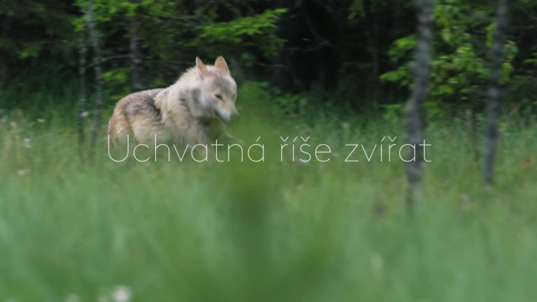 Vlk versus medvěd - upoutávka Vlk versus medvěd - upoutávka