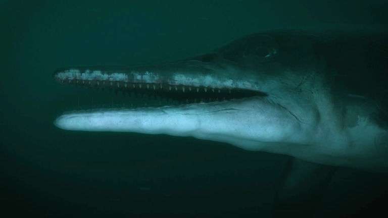 David Attenborough a mořský drak - upoutávka David Attenborough a mořský drak - upoutávka