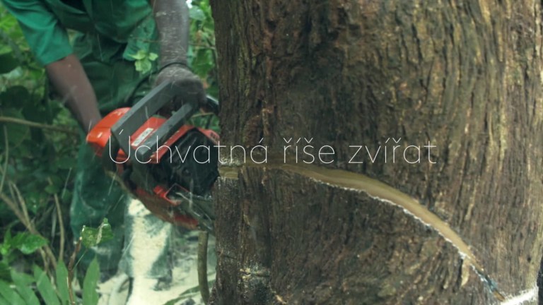 Stříbrohřbetý přízrak - upoutávka Stříbrohřbetý přízrak - upoutávka