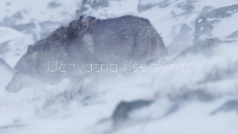 Sněžná vlčice: Zimní příběh - upoutávka Sněžná vlčice: Zimní příběh - upoutávka