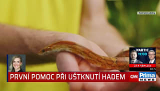 Chorvatsko se potýká s jedovatými hady