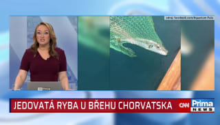 Jedovatá ryba u břehu Chorvatska