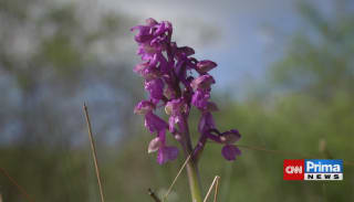 Vykvetly vzácné orchideje