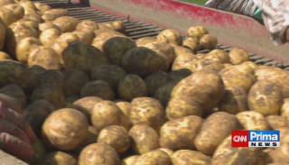 Kvalita brambor z ciziny