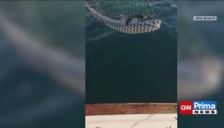 Jedovatá ryba v Chorvatsku