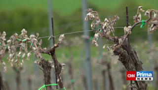 Mráz zničil víno, pěstitelé mluví o skáze