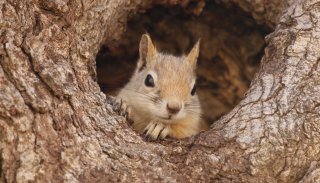 Veverky: Ve skrytu dubů