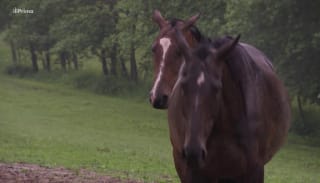 Prima Mazlíček: Domov pro koně