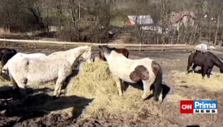 Šumperk zachránil týrané koně, majitelka je chtěla prodat na jatka
