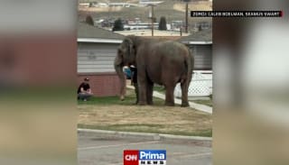 Slon na útěku překvapil obyvatele malého města ve státě Montana