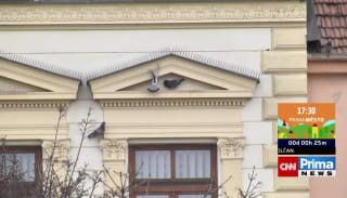 Spor o holuby v Brně